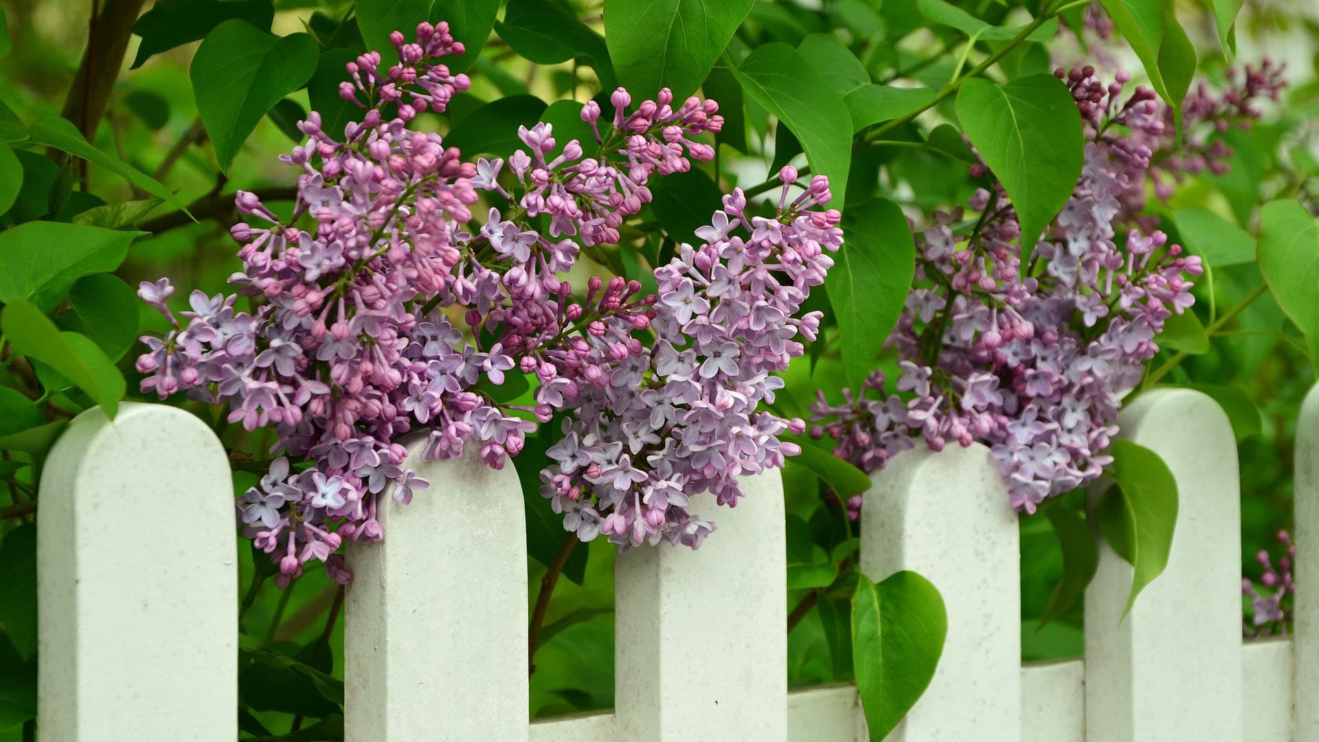 Milloin pensasaita leikataan ja miten se hoidetaan oikein?