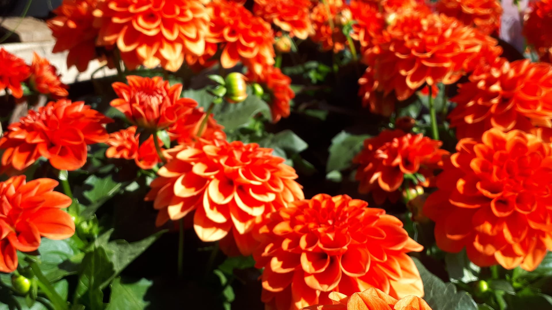 Viisi vinkkiä vihreälle parvekkeelle