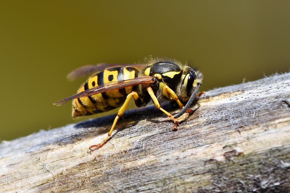 <p data-block-key="04f4w">Ampiaisen pistot ovat kivuliaita, joillekin jopa hengenvaarallisia. (Kuva Adobe Stock)</p>