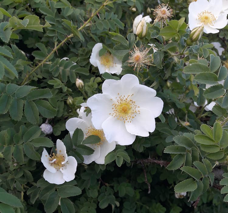 Kasvillisuuskartoituksen avulla voidaan päättää mitä kasveja säästetään ja mitkä on syytä uusia. Kuvassa juhannusruusu Rosa pimpinellafolia ’Plena’