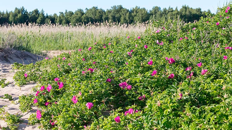 <p data-block-key="l2kw0">Kurtturuusu leviää helposti rantojen tuntumassa ja rannoilla. Siellä se onkin erityisen hankala hävitettävä. Tee ilmoitus vieraslajiportaaliin, jos tapaat ruusua rannalla. Kuva Shutterstock.</p>