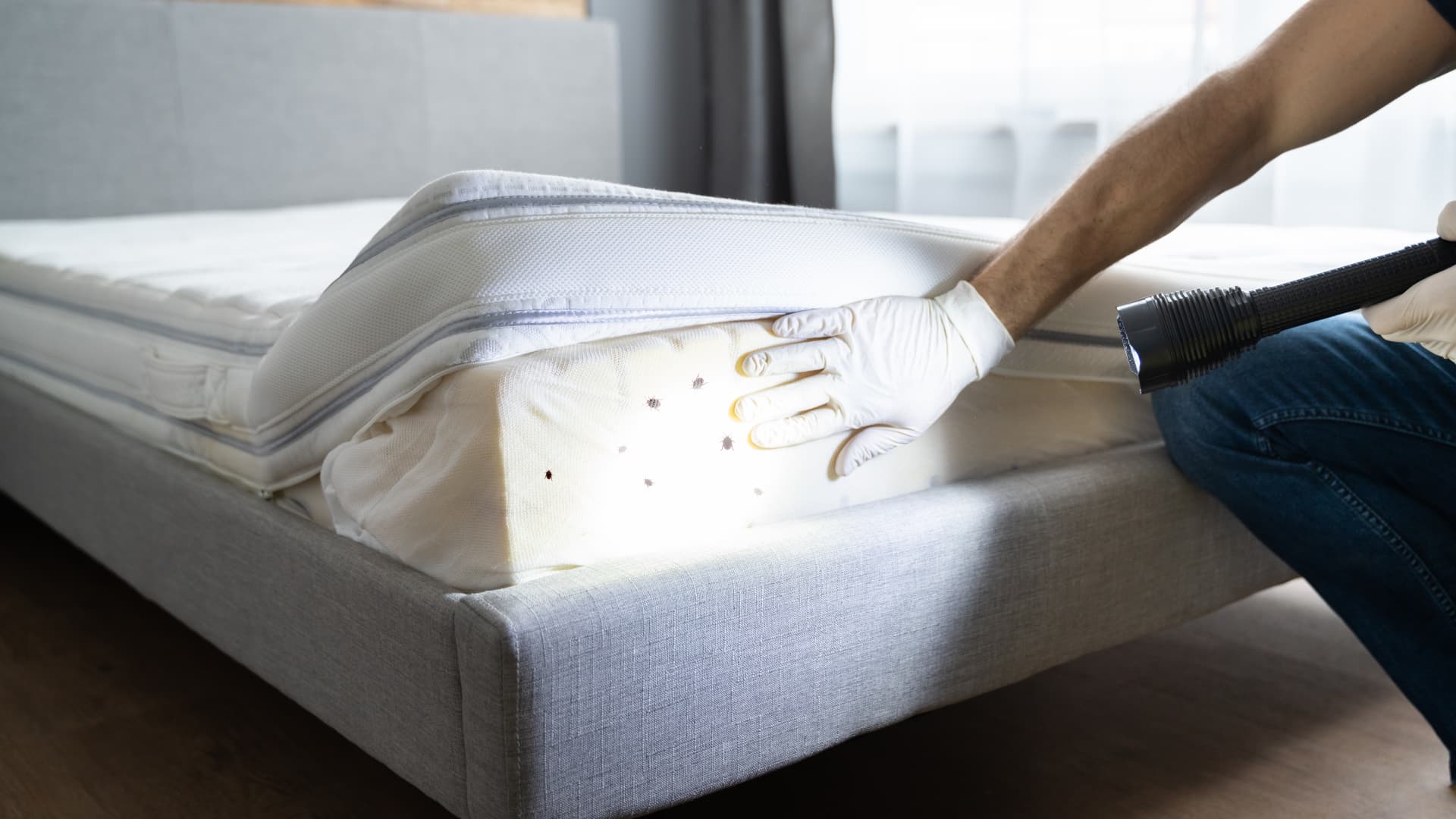 Miten toimia, jos kotiin tulee lutikoita (luteita)?