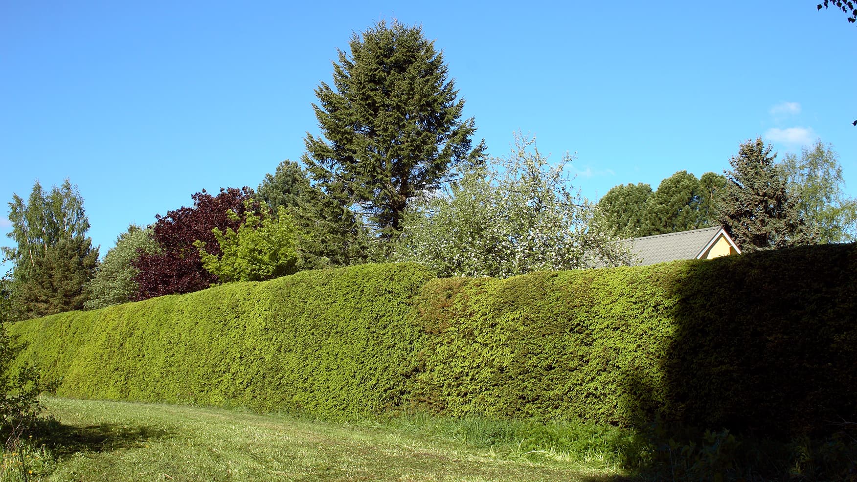 Kuusiaita on fiksu valinta: suojaa melulta ja vaatii vähän hoitoa