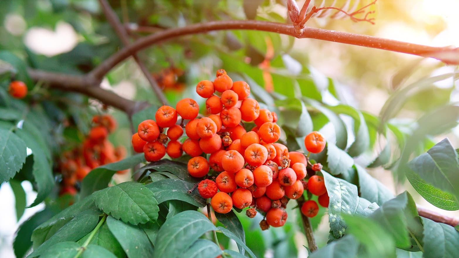 Pylväspihlajan taivutus? Asiantuntija vastaa