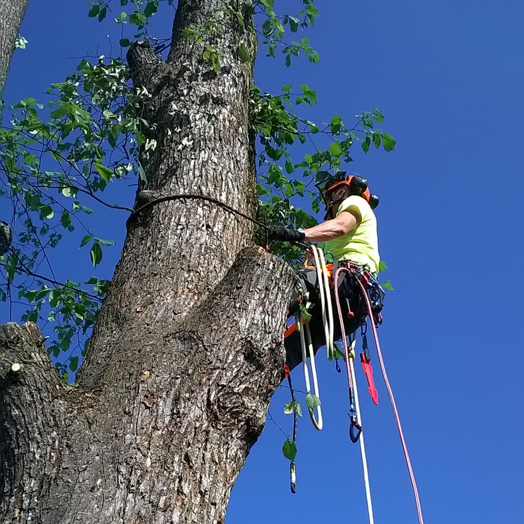 <p data-block-key="52hnn">Arboristin työ keskittyy puuston hoitoon ja turvallisuuteen. Lisäksi arboristi hoitaa puun kaadot, karsinnan ja kuntotarkastukset.</p>