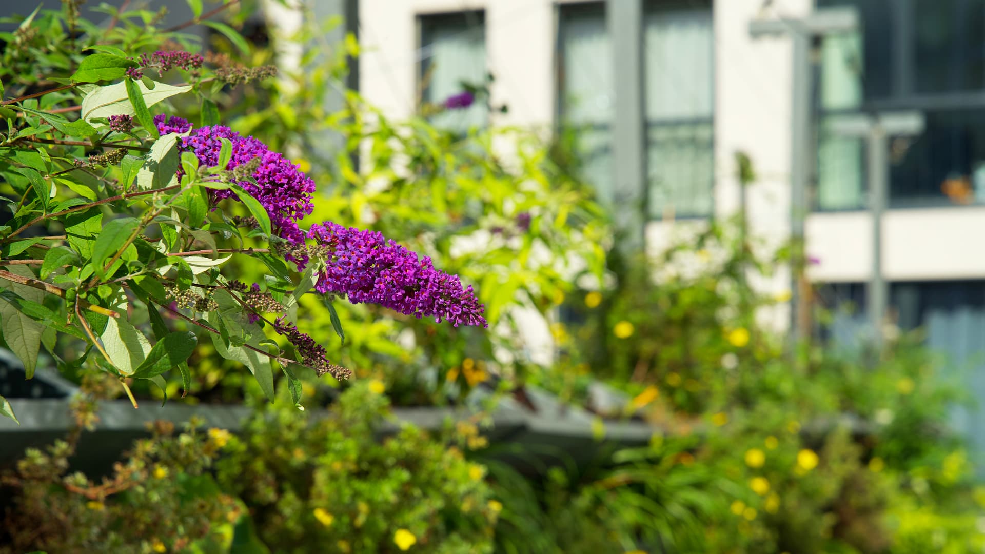 Taloyhtiön pihan ekologisen monimuotoisuuden vahvistaminen