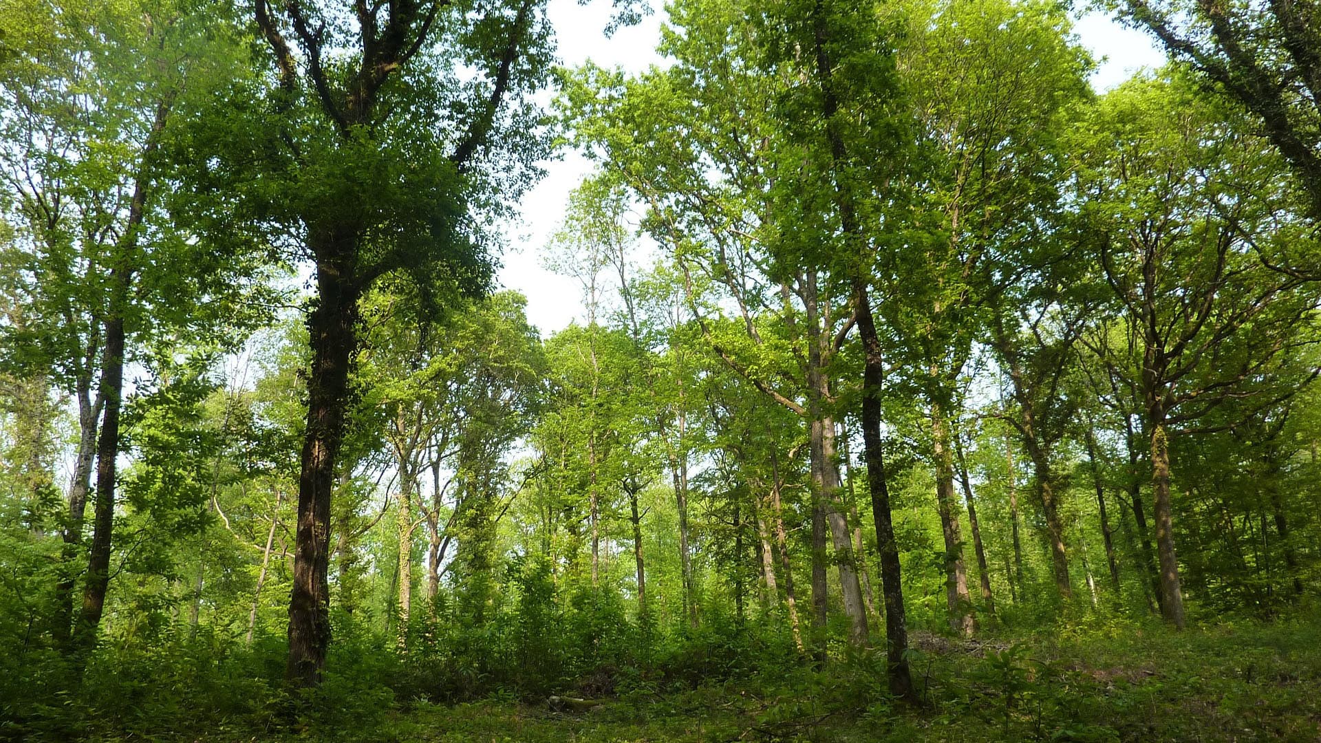 Pihasuunnittelu aloitetaan jo rakentamisen alkumetreillä