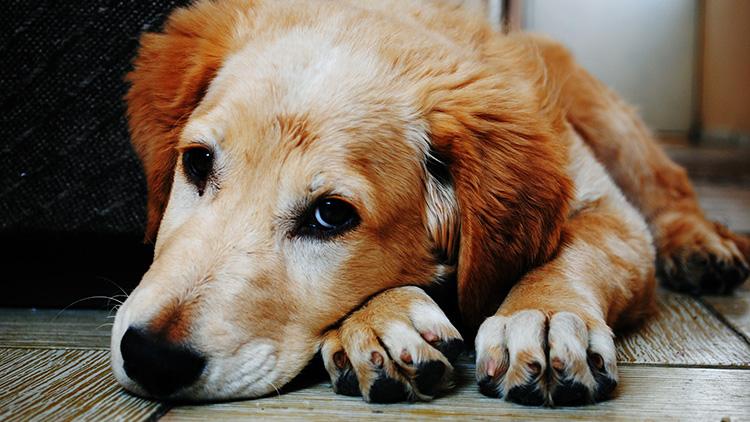 Laumaeläimenä koira saattaa ahdistua yksinolosta ja purkaa ahdistusta haukkumalla.
