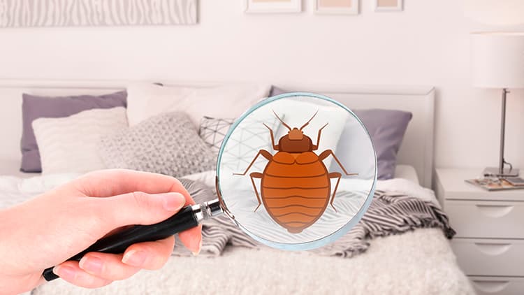 Kuka vastaa luteiden hävityksestä vuokratussa asunnossa?