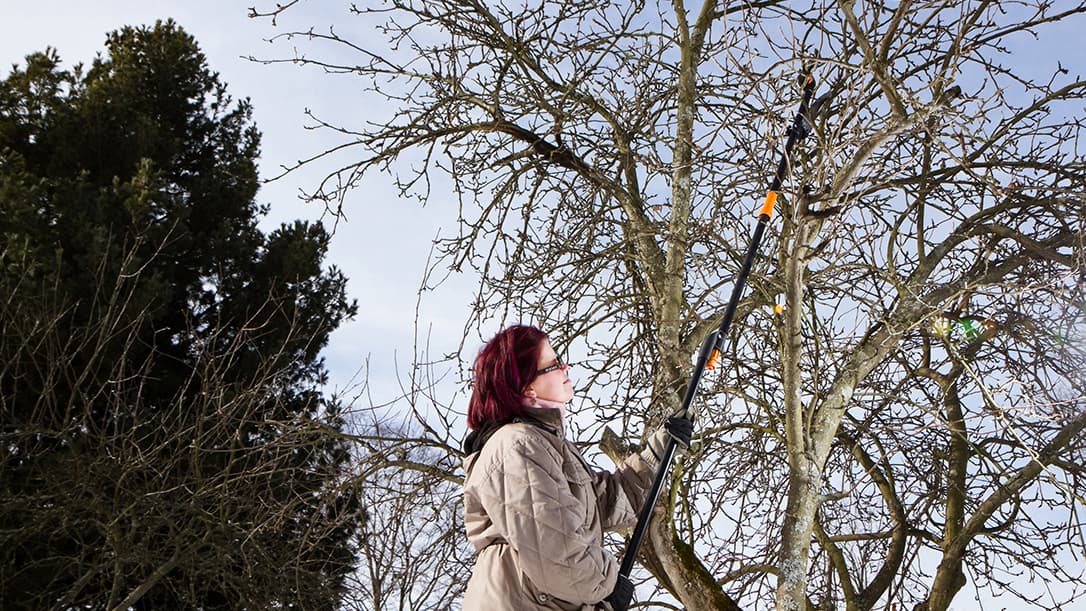 Omenapuiden leikkaaminen