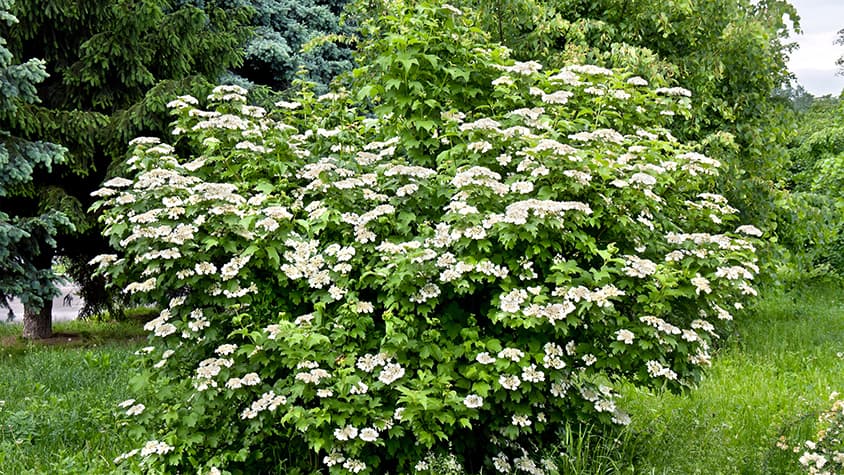 Komea lumipalloheisi on koiranheiden lajike; tiesitkö?