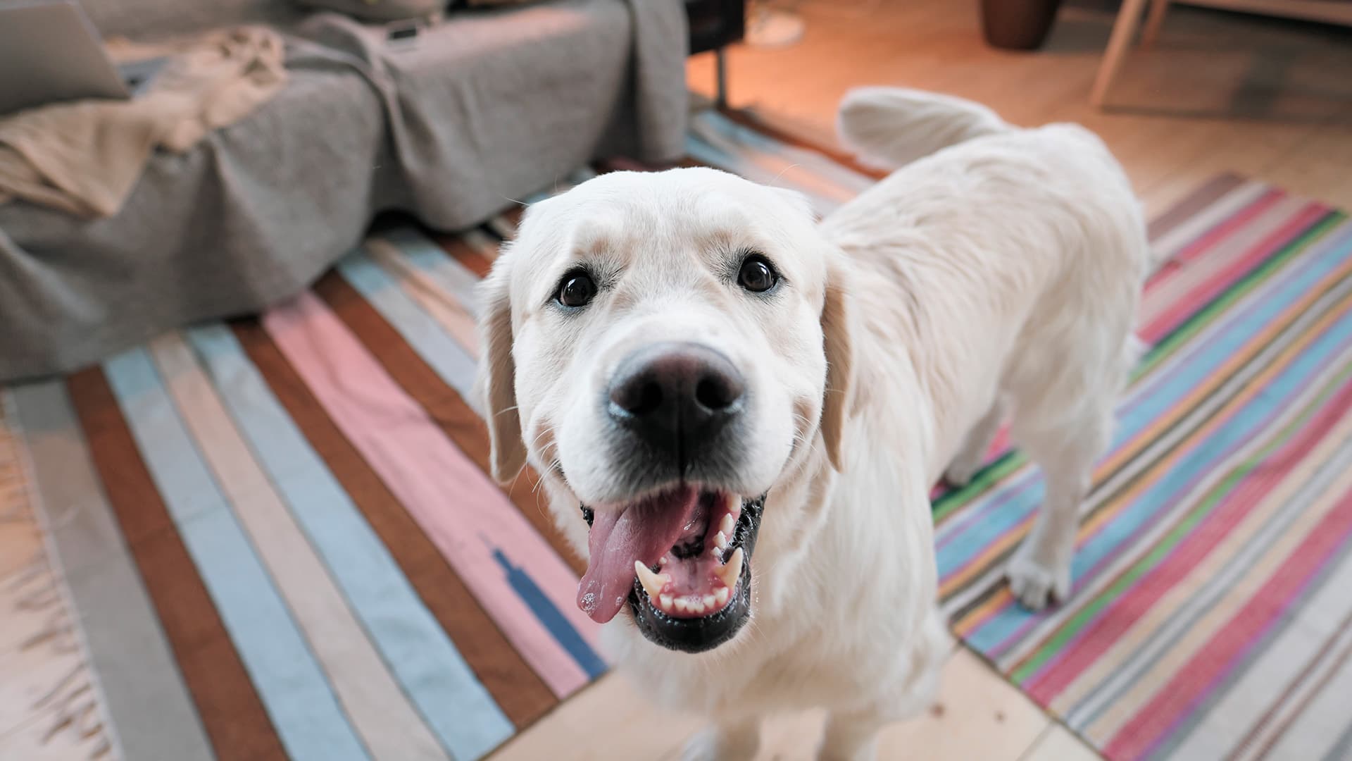 koira tuijottaa suoraan kameraan