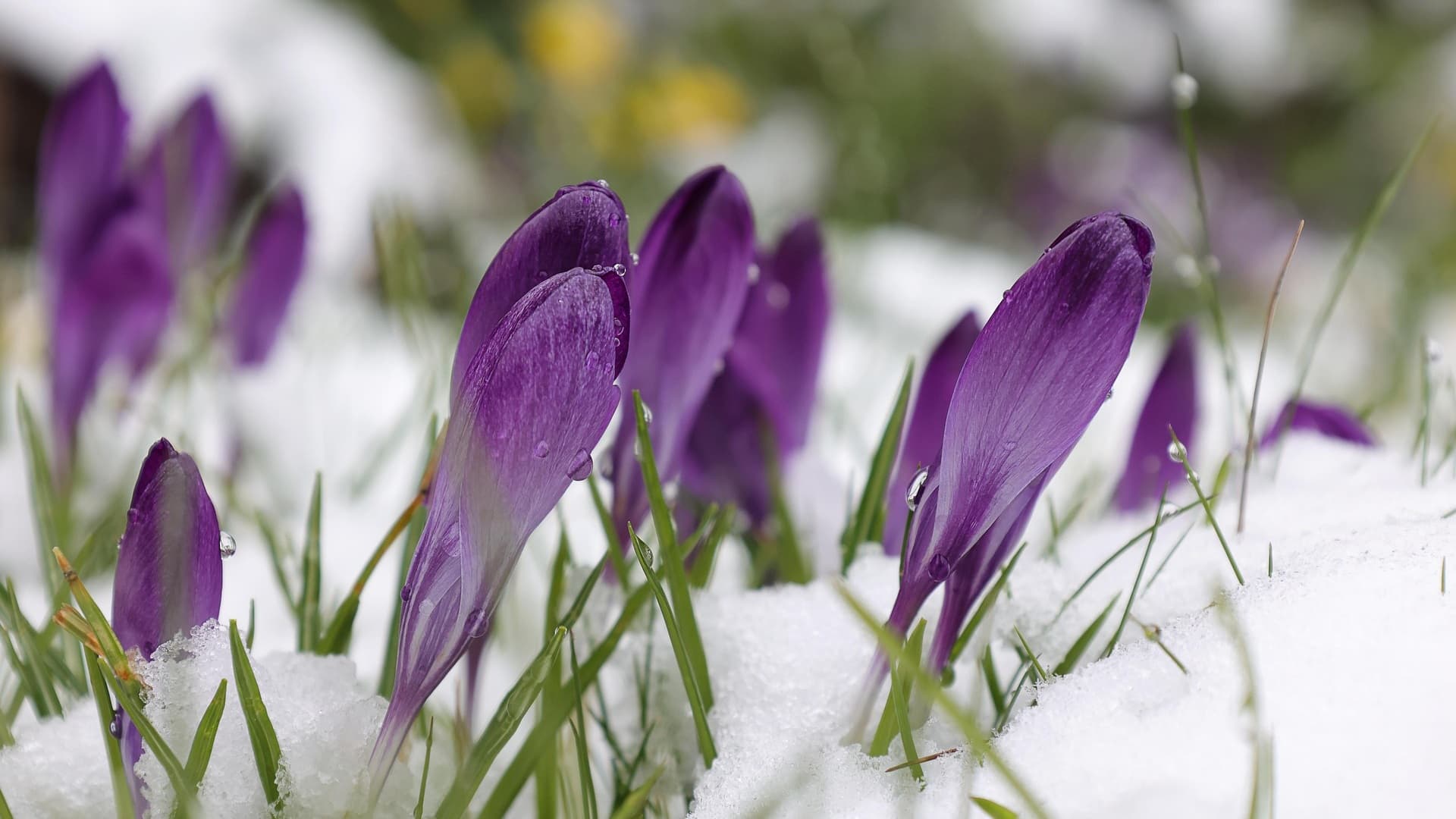 Kevät puutarhassa: mitä voi tehdä heti ja mitä ei vielä
