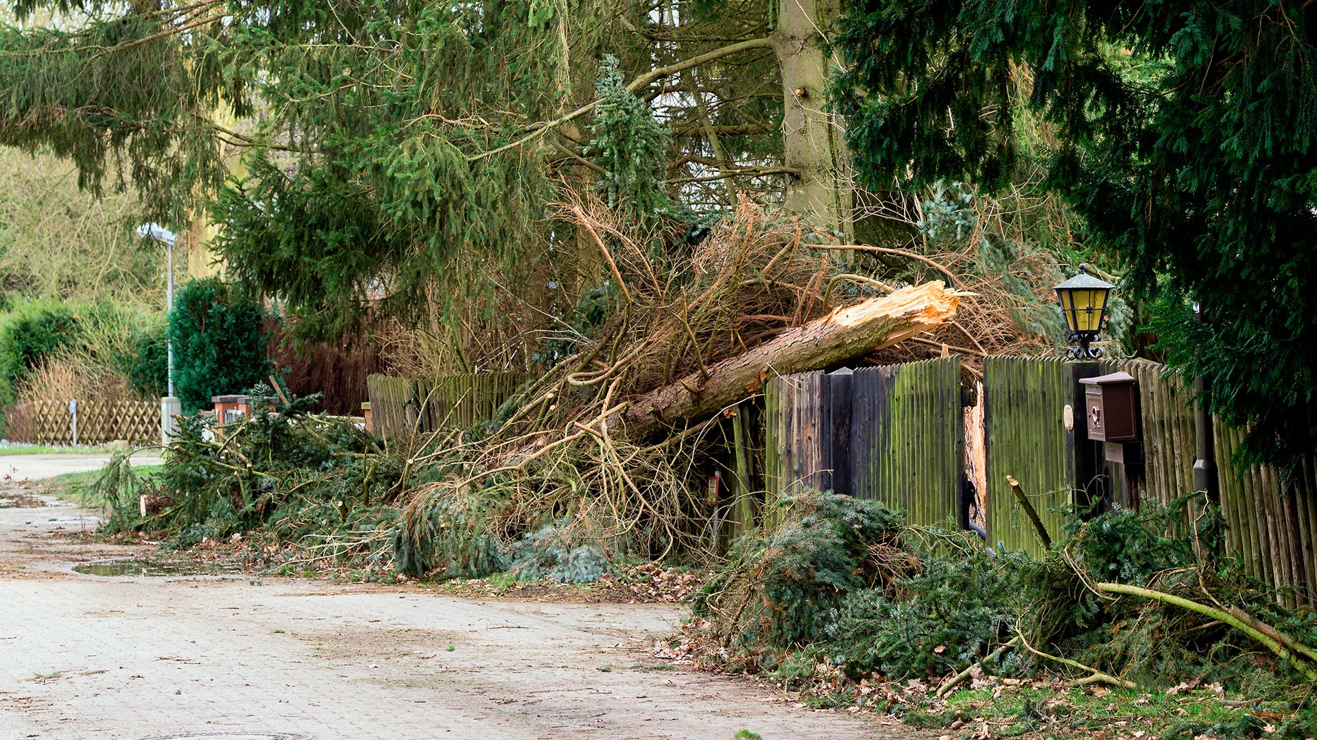 kenen-vastuu-kaatuneesta-puusta-1920x1080