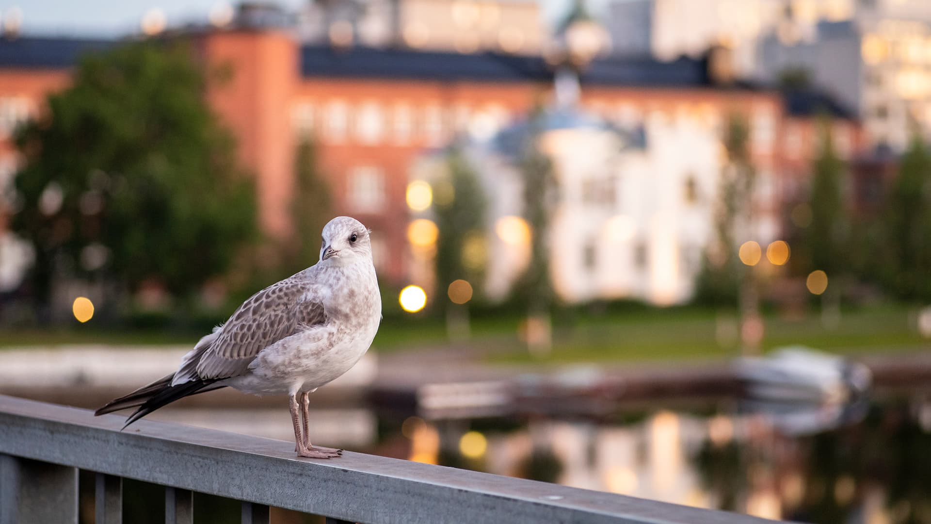 lokki istuu kaiteella ja taustalla häämöttää kaupunki ja taloja