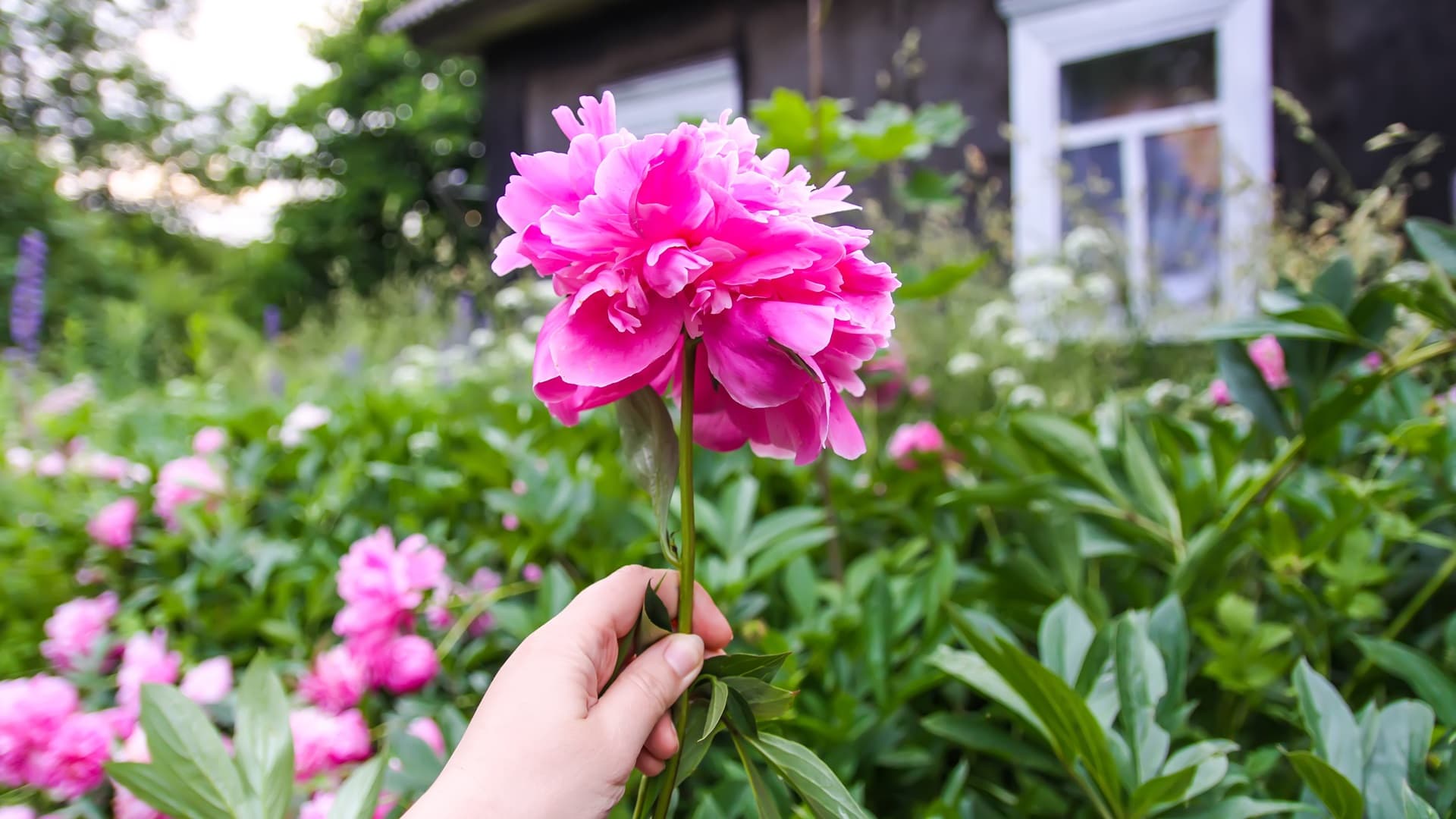 Miten toteuttaa kaunis ja näyttävä kukkapenkki?